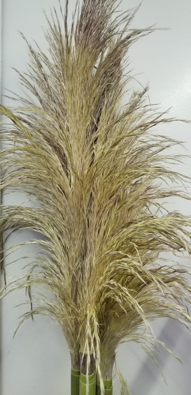 Pampas Grass (10 st) Pacific Coast Floral