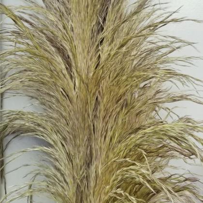 Cortaderia