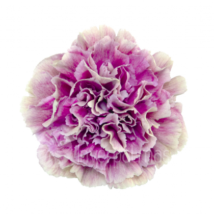 Carnation Hypnosis Purple