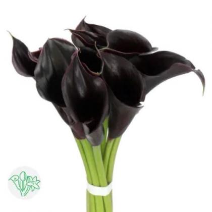 Calla Black