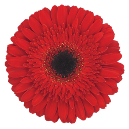 Gerbera Dynamic