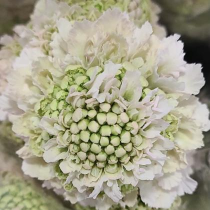 Scabiosa Focal Scoop Hanoi