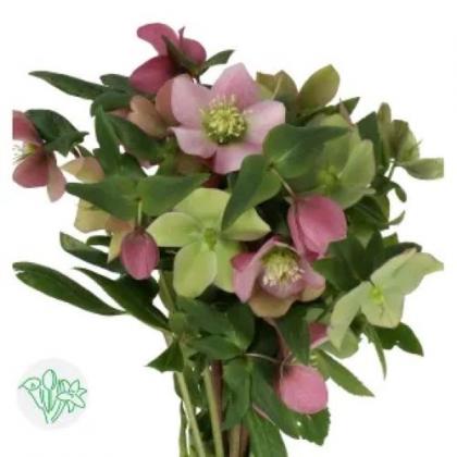 Helleborus Queens Light Pink