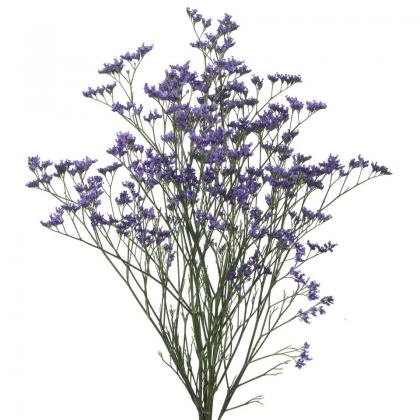 Limonium Blue