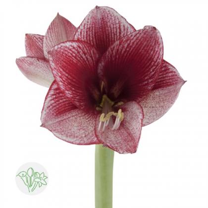 Amaryllis Maestro