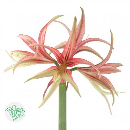 Amaryllis Tango