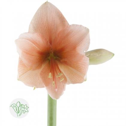 Amaryllis Rilona