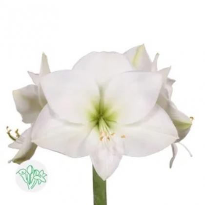 Amaryllis Casablanca