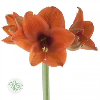 Amaryllis Naranja