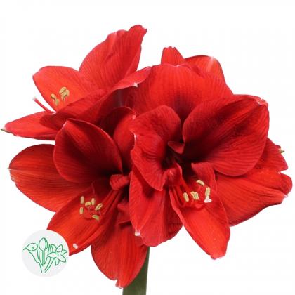 Amaryllis Ferrari