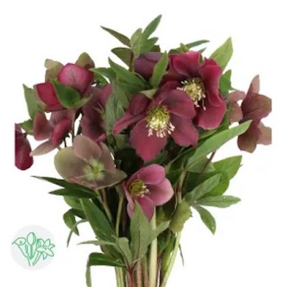 Helleborus Queens Red