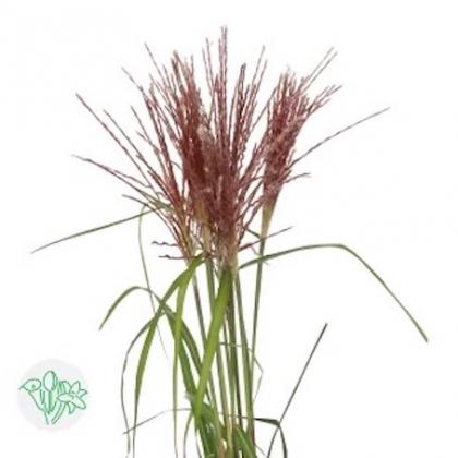 Miscanthus Rotfeder