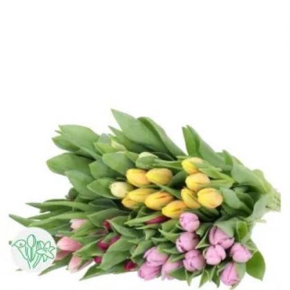 Tulips Pastels