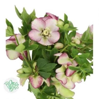 Helleborus Queen's Picotee