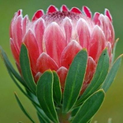 Protea Pink Ice