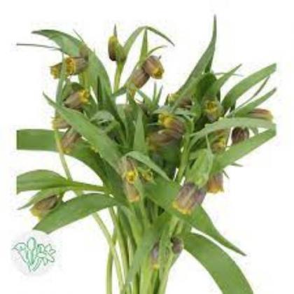 Fritillaria Uva Vulpis