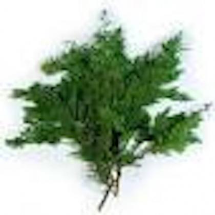 Alpine Cedar