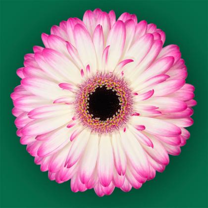 Gerbera Mandala