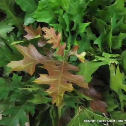 oak leaves