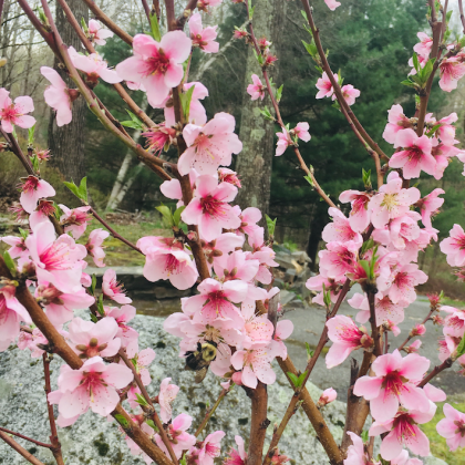 Nectarine Branches